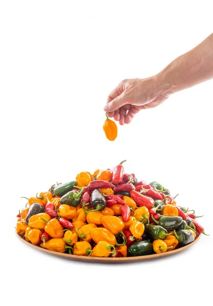 Male Hand Holding Yellow Scotch Bonnet Pepper Tray Full Hot — 스톡 사진