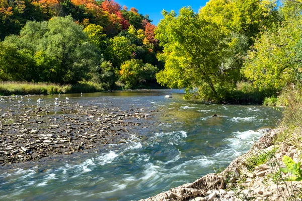 Schöner Credit River Mit Buntem Herbstlaub Hintergrund Und Möwen Die — Stockfoto