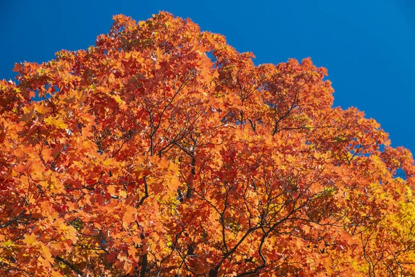 Krásné Oranžové Žluté Javorové Listy Proti Tmavě Modré Obloze — Stock fotografie