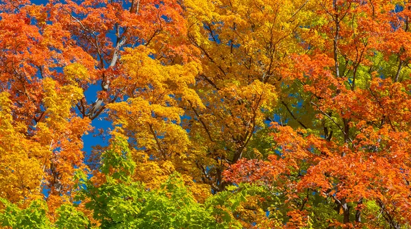Barevné Podzimní Listí Oranžové Žluté Zelené Slunečného Dne — Stock fotografie