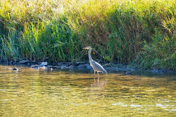 Wielki Niebieski Czapla Polowanie Ryby Credit River Ontario Kanada Słoneczny — Zdjęcie stockowe