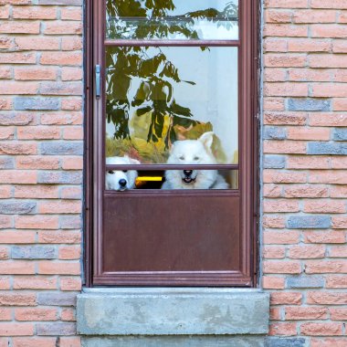 İki Sakin Beyaz Köpek Açık Ekran Kapısı 'ndan Temiz Hava Alıyor