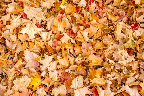 Nahaufnahme Gefallener Herbstblätter — Stockfoto