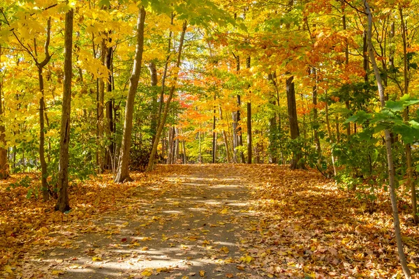 Colorful Autumn Leaves Both Trees Ground Suburban Neighborhood — Stock Photo, Image