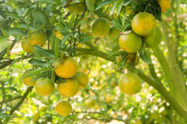 Tayland 'ın Chiang Mai kuzey vilayetlerindeki portakal bahçesinde bir sürü mandalina ya da Sai Nam Phueng Orange.