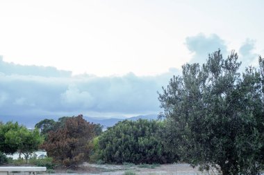 İspanya 'nın güneyindeki bir Akdeniz şehrinde, bulutlu bir günde farklı ağaçların ve zeytin ağaçlarının olduğu bir tarlanın fotoğrafı.