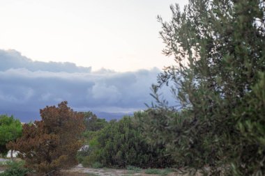 İspanya 'nın güneyindeki bir Akdeniz şehrinde, bulutlu bir günde farklı ağaçların ve zeytin ağaçlarının olduğu bir tarlanın fotoğrafı.