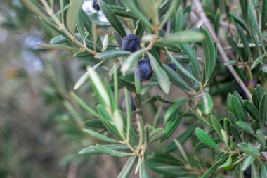 Güney İspanya 'da bir Akdeniz şehrinde kırsalda siyah zeytinli zeytin fotoğrafçılığı.