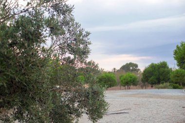 Güney İspanya 'da bir Akdeniz şehrinde kırsalda siyah zeytinli zeytin fotoğrafçılığı.