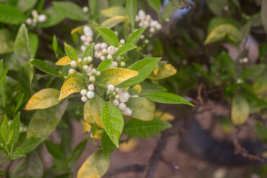 Yeşil yapraklı bir portakal ağacında çiçek tomurcuğunun detayları..