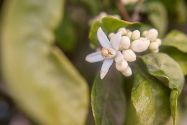 Yeşil yapraklı bir portakal ağacında çiçek tomurcuğunun detayları..