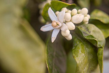 Yeşil yapraklı bir portakal ağacında çiçek tomurcuğunun detayları..