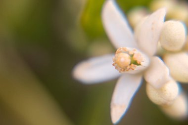 Çiçek tomurcuğunun yeşil yapraklı portakal ağacındaki detaylarının makro fotoğrafı.