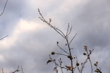 Limonlu bir limon ağacının fotoğrafı. Bahçedeki botanik görüntüsü. Bulutlu bir gün