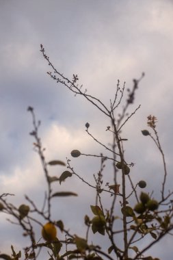 Limonlu bir limon ağacının fotoğrafı. Bahçedeki botanik görüntüsü. Bulutlu bir gün