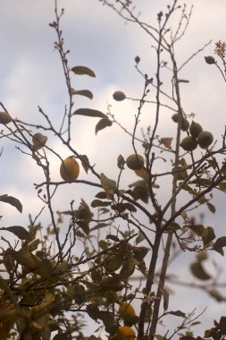 Limonlu bir limon ağacının fotoğrafı. Bahçedeki botanik görüntüsü. Bulutlu bir gün