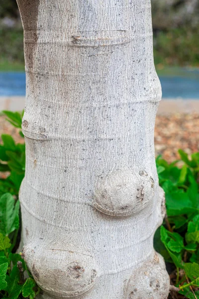 Dokuların detayları, incir ağacının gövdesi..