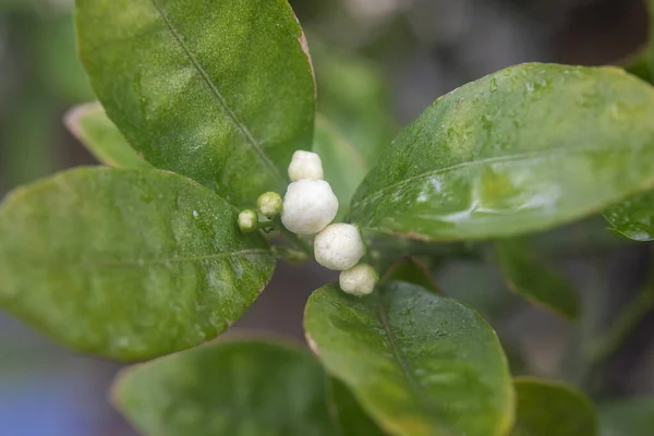 Photography Detail Flower Bud Orange Tree Green Leaves — Stock Photo, Image