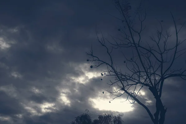 Podświetlana Fotografia Drzewa Odizolowanego Pochmurny Dzień Naturalny Krajobraz Kolor Niebieski — Zdjęcie stockowe