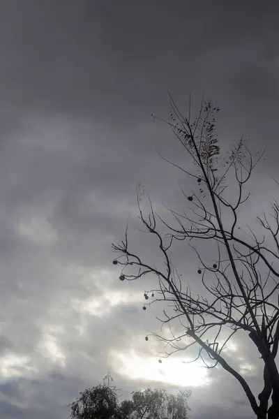 Podświetlana Fotografia Drzewa Odizolowanego Pochmurny Dzień Naturalny Krajobraz Czerń Biel — Zdjęcie stockowe