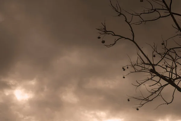 Podświetlana Fotografia Drzewa Odizolowanego Pochmurny Dzień Naturalny Krajobraz Kolor Sepii — Zdjęcie stockowe