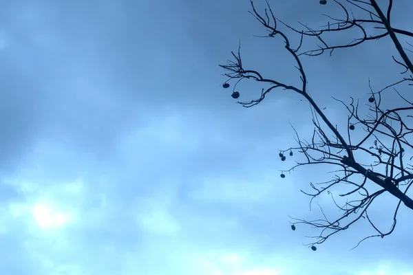 Bulutlu Bir Günde Izole Edilmiş Bir Ağacın Arka Plan Fotoğrafı — Stok fotoğraf