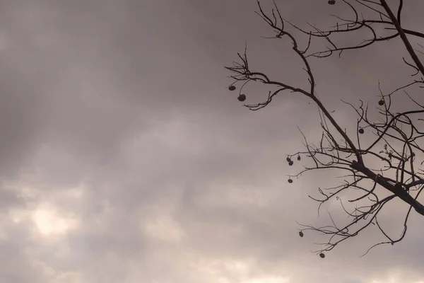 曇りの日 自然の風景の中に隔離された木のバックライト写真 セピア色 — ストック写真