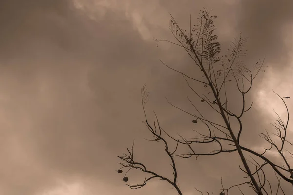 Podsvícená Fotografie Stromu Izolovaného Zamračeném Dni Přírodní Krajina Sepia Barva — Stock fotografie