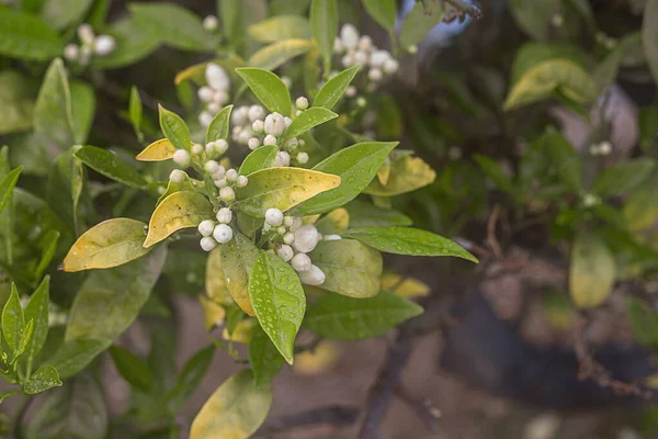 Yeşil yapraklı bir portakal ağacında çiçek tomurcuğunun detayları..