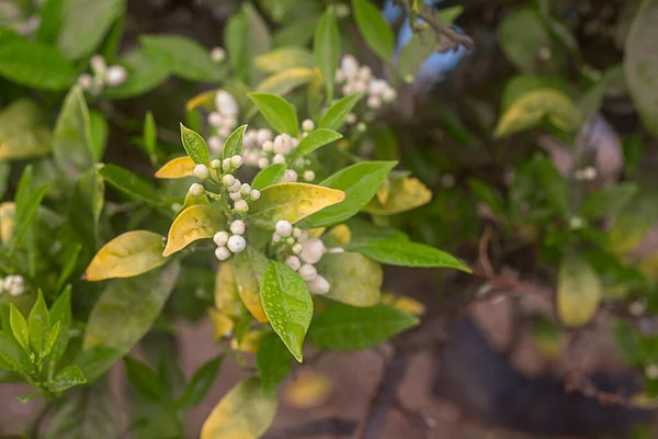 Yeşil yapraklı bir portakal ağacında çiçek tomurcuğunun detayları..