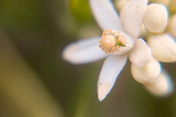 Makrofotografering Blomsterknoppets Detaljer Appelsintre Med Grønne Bladene – stockfoto
