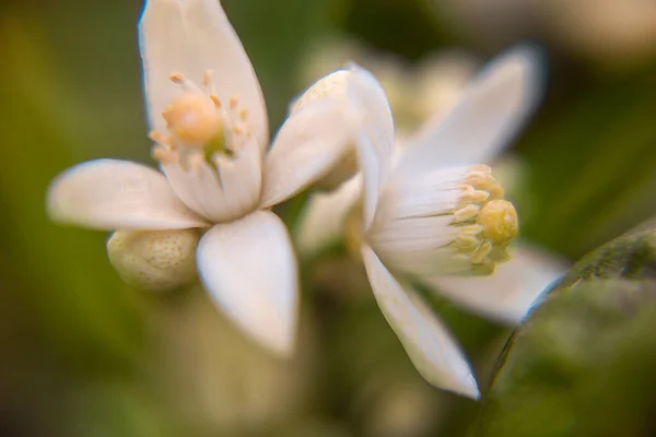 Makro Fotografia Szczegółu Pąka Kwiatu Drzewie Pomarańczowym Zielonymi Liśćmi — Zdjęcie stockowe