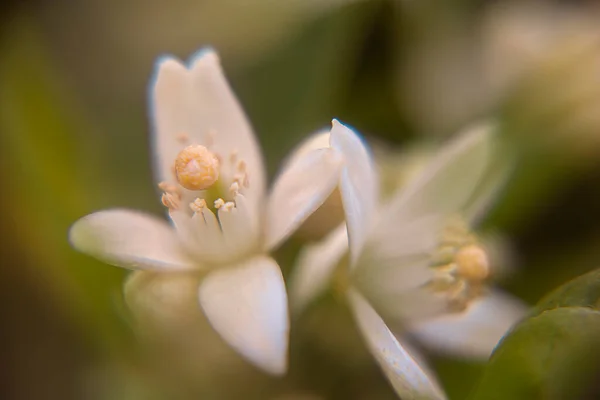 Macro Fotografía Del Detalle Del Brote Flor Naranjo Con Las — Foto de Stock