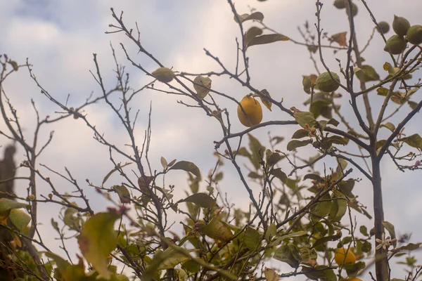 Limonlu bir limon ağacının fotoğrafı. Bahçedeki botanik görüntüsü. Bulutlu bir gün