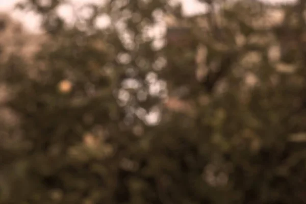 Bokeh etkisindeki ağaçların fotoğrafları. Soyut etki. Sepya