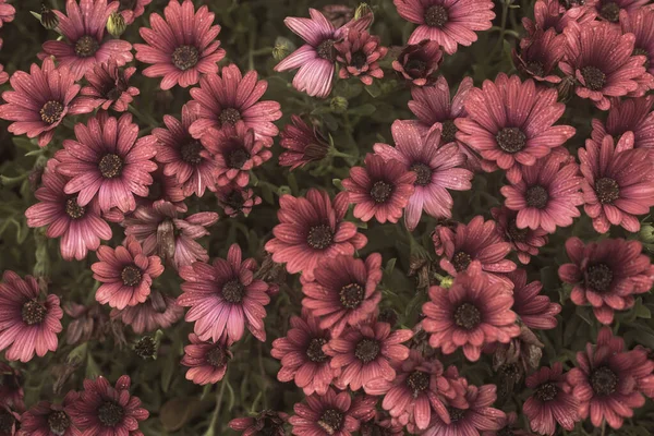 Güzel Afrikalı papatyaların, Osteospermum 'un fotoğrafları. Bahçede bir damla su, sepya rengi.