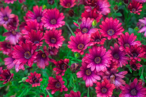 Güzel afrikalı papatyaların, bir damla suyla, bahçedeki pembe renkte ospermatın fotoğrafı.