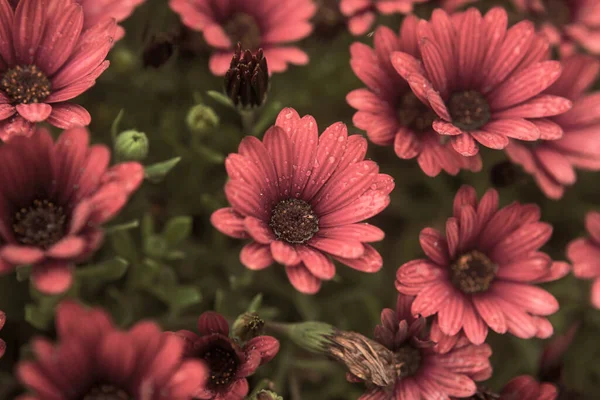 Photography Beautiful African Daisies Osteospermum Drops Water Sepia Color Garden — Stock Photo, Image
