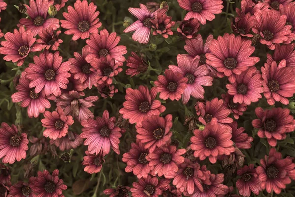 Fotografia Bellissime Margherite Africane Osteospermum Con Gocce Acqua Colore Seppia Foto Stock