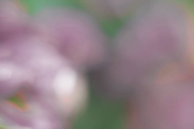 Bokeh efektli gradyan rengin fotoğrafçılığı. Soyut etki. Renkli efekt