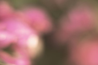 Bokeh efektli gradyan rengin fotoğrafçılığı. Soyut etki. Renkli efekt