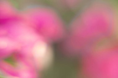 Bokeh efektli gradyan rengin fotoğrafçılığı. Soyut etki. Renkli efekt