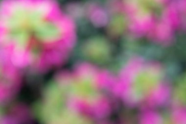 Bokeh efektli bir bahçede çiçek fotoğrafı. Soyut etki. Renk değişimiyle. Renkli bir etki.