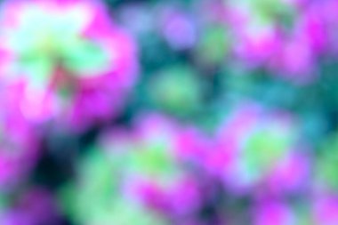 Bokeh efektli bir bahçede çiçek fotoğrafı. Soyut etki. Renk değişimiyle. Renkli bir etki.