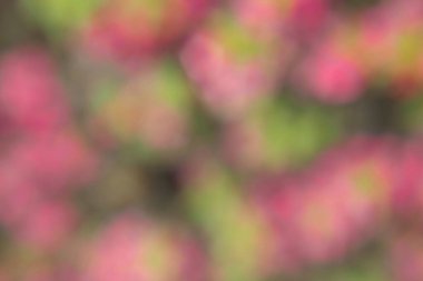 Bokeh efektli bir bahçede çiçek fotoğrafı. Soyut etki. Renk değişimiyle. Renkli bir etki.