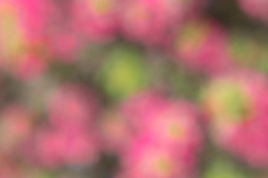 Bokeh efektli bir bahçede çiçek fotoğrafı. Soyut etki. Renk değişimiyle. Renkli bir etki.