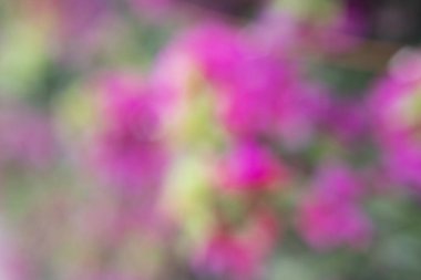 Bokeh efektli bir bahçede çiçek fotoğrafı. Soyut etki. Renk değişimiyle. Renkli bir etki.