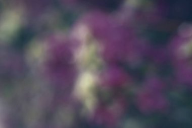 Bokeh efektli bir bahçede çiçek fotoğrafı. Soyut etki. Renk değişimiyle. Renkli bir etki.