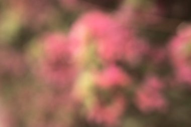 Bokeh efektli bir bahçede çiçek fotoğrafı. Soyut etki. Renk değişimiyle. Renkli bir etki.