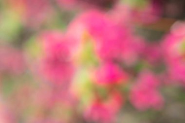 Bokeh efektli bir bahçede çiçek fotoğrafı. Soyut etki. Renk değişimiyle. Renkli bir etki.